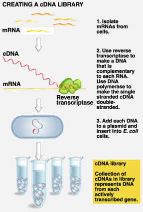 C Dna Library